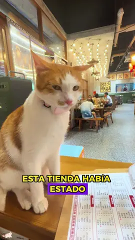 Cat that brings good luck #animals #Foryou #Friendship #Us #cat