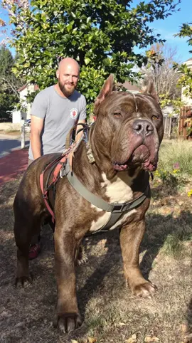 Massive Pitbull😳🐶💪🏽 #fyp #pitbull #animals #pets #giantdog #dogs #dogsoftiktok #doglover #ai 