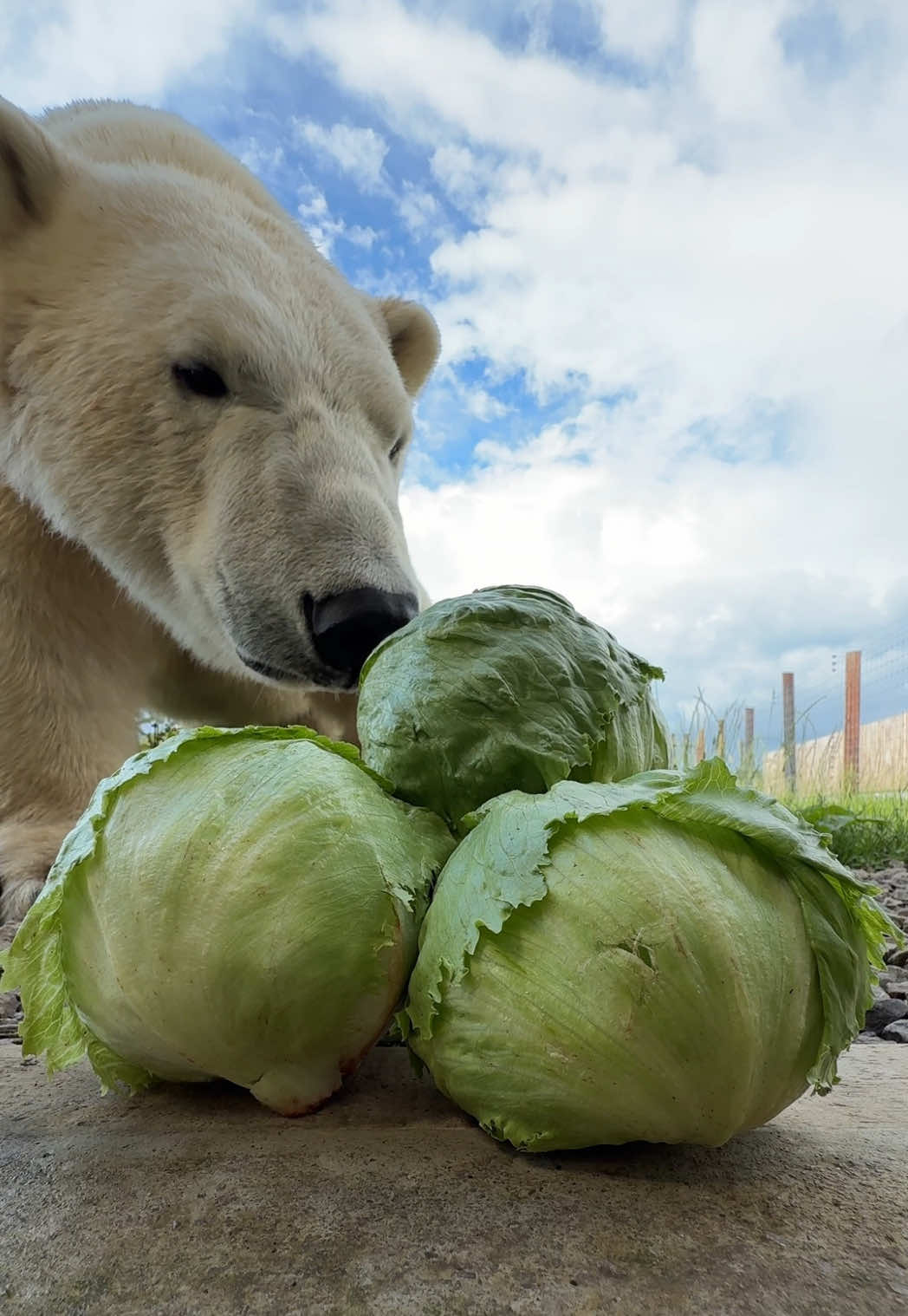 You’d be surprised how much they love veggies 🥬 Not their main dietbut a crunchy snack now and then goes down a treat! #polarbear #bear #crunch #asmr #relaxingvideos #veggies #conservation 