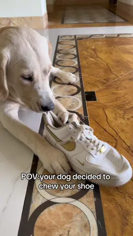 When they ask me about my beat-up shoes, I show them these videos.😭 #fyp #TikTokShop #musthave #dogmom #puppytiktok #puppytrainingtips #viraltiktok #HappyDog #dog #stopthechew #domorelnayear