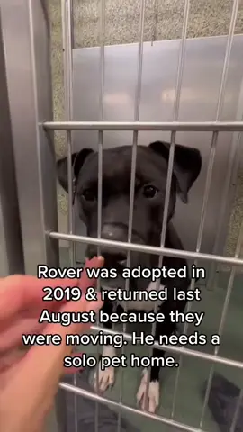 It really stinks Rover is back here. He's been back for 128 days. Rover is playful and loves a good game of fetch. Needs a solo pet home. Town of Hempstead Animal Shelter, Wanatgh, NY.