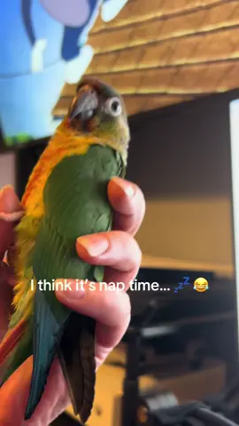 The way he just dropped his head… 😭😂 #pet #bird #parrot #conure #greencheekconure #sleepy #nap #cute #funny