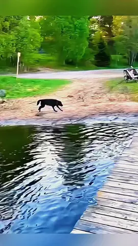 Try not to laugh when you watch 😂😂😂 #funny #dog #animals #funnyvideos #cat #haha #pet #funnypets #PetsOfTikTok #dogsoftiktok 