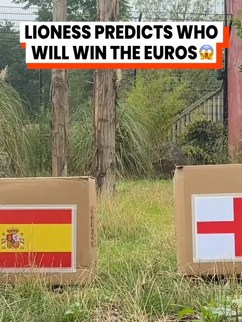 I mean, they are the top of the food chain 😅💪🏼 Hertfordshire Zoo via @arkbykomi #lion #lioness #Lionesses #euros #eurosummer #WomensFootball #englandvsspain #zoo