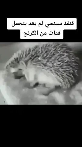####انا_انقذك_من_الكرنج #fyppppppppppppppppppppppp #القنفذ_سينسي #foryoupage #القنفذ_سينسي #القنفذ_سينسي #القنفذ_سينسي #fyppppppppppppppppppppppp #foryoupage #انا_انقذك_من_الكرنج 