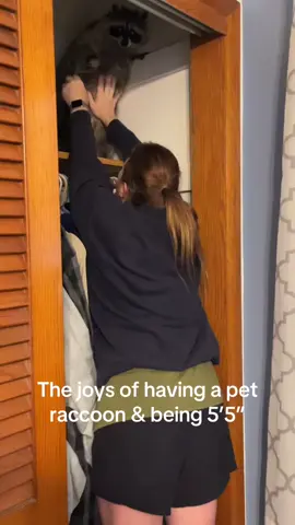 Lilly loves my husband’s closet for some reason plus she knows I really can’t reach her. #raccoonlife #trashpanda #short #cantreach #trashpanda #grumpy #growl 