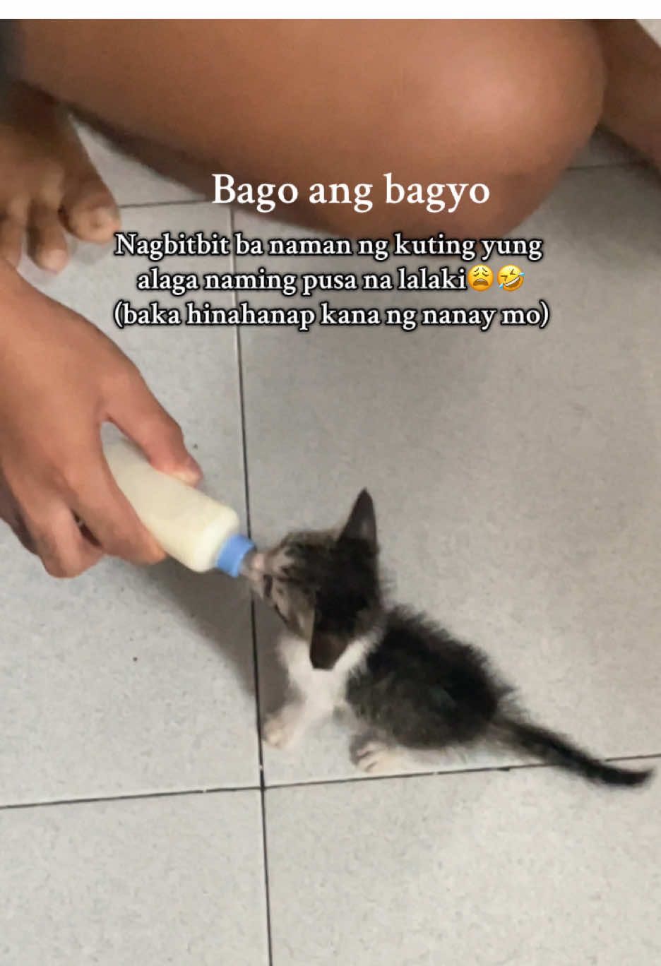 Yung lahat kami, obligadong mag pa dede sayo🤣 #cats #kitten #cutecat 