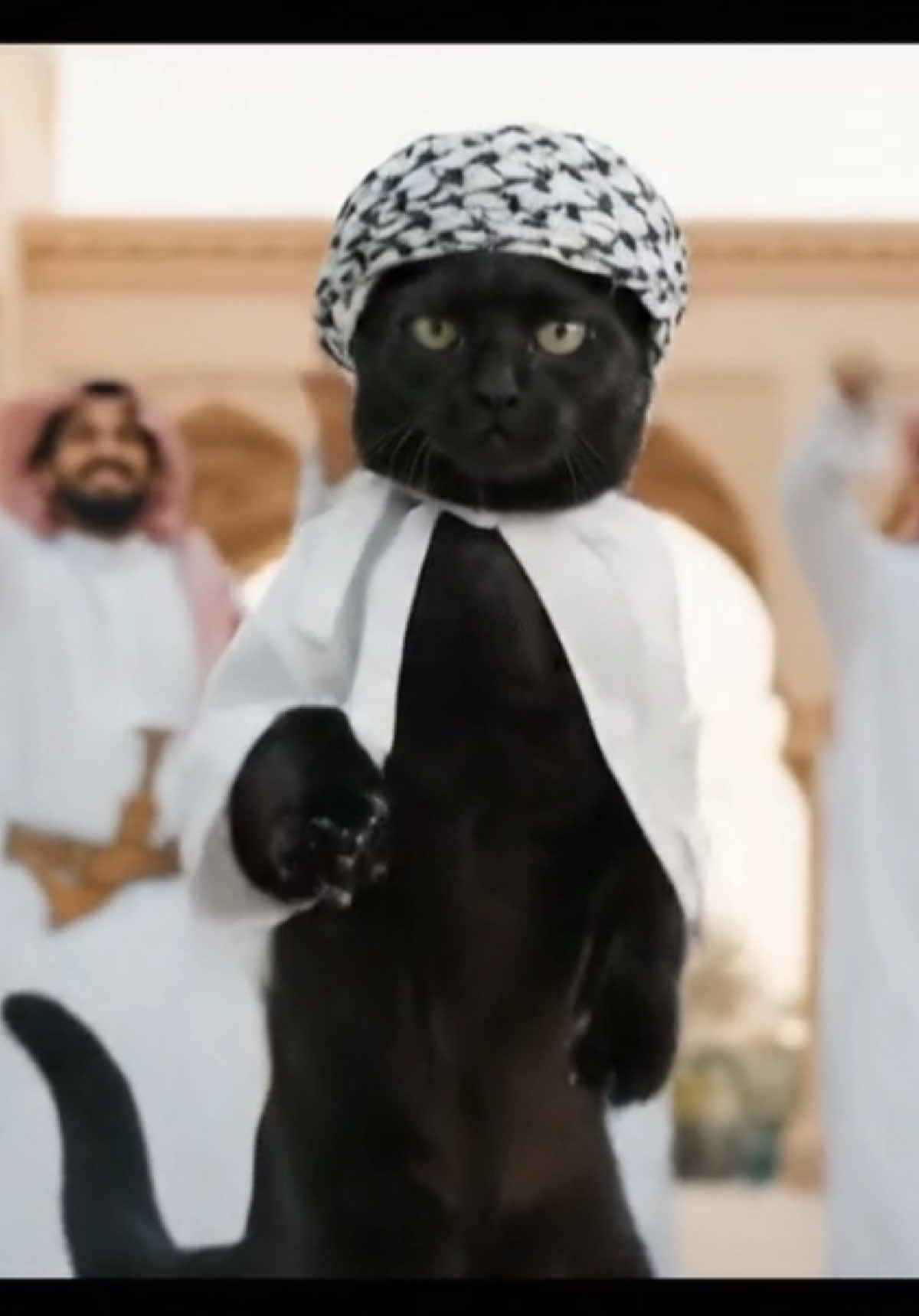 Booboos out to Dubai 🐪🏜️🐈‍⬛ #meowshallah #vacation #dubai #fyp #catsoftiktok #cattok #BlackTikTok #blackcatsoftiktok #PetsOfTikTok #booboosoocrispy 