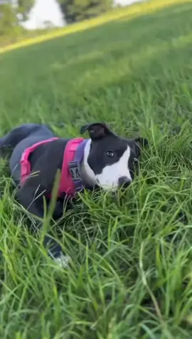 Meet Sinai! This sweet pup is looking for her forever home! She’s very lovey and enthusiastic so an active home would be best for her, if you think that’s you, learn more about Sinai here: https://loom.ly/ZwBltHs