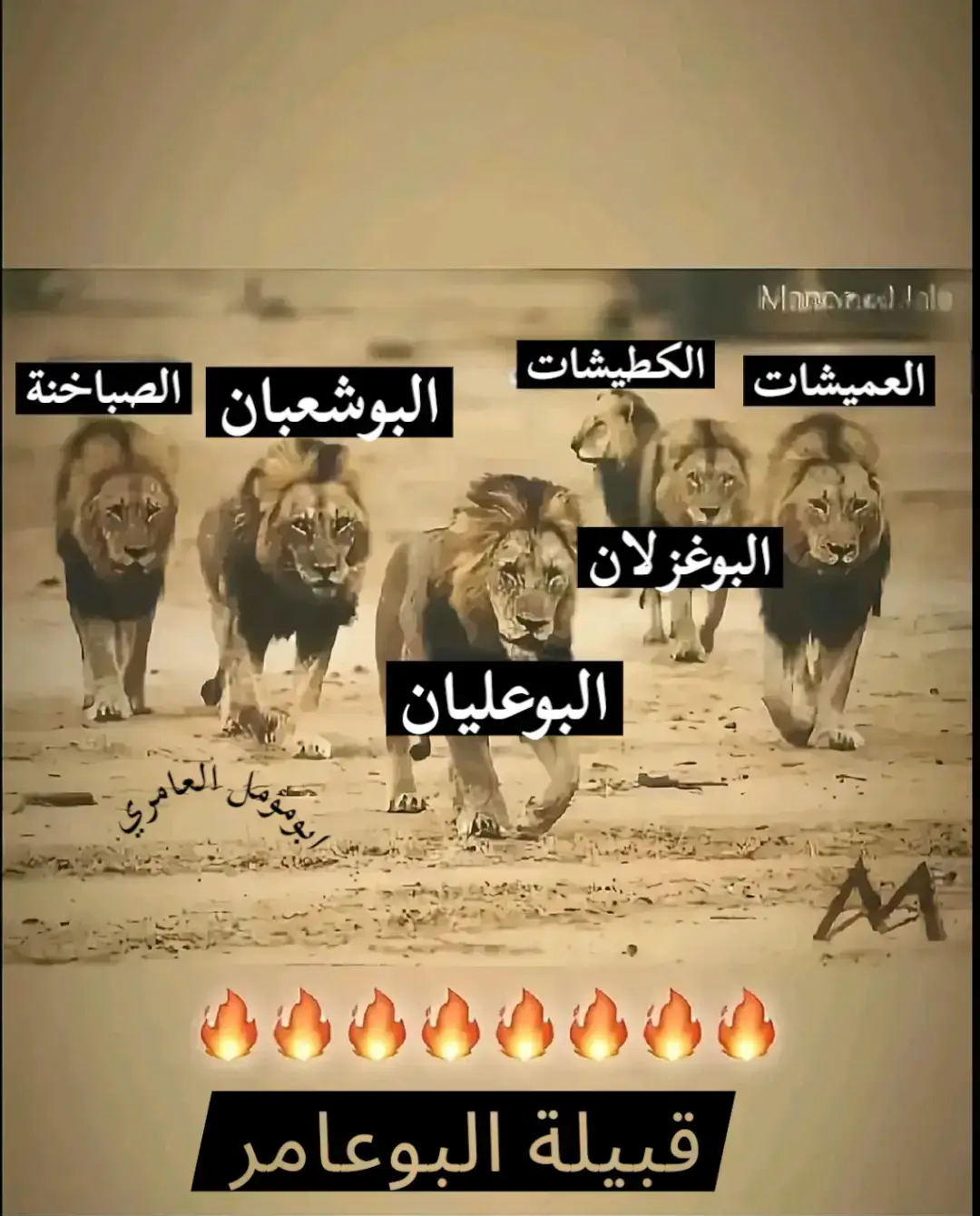#العامري #البوعامر 