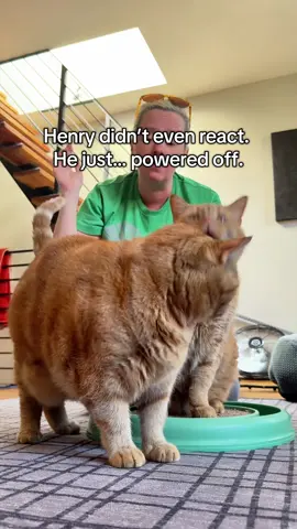 Bye 👋 #catsoftiktok #fyp #funnycats #catvideo #catbehavior 