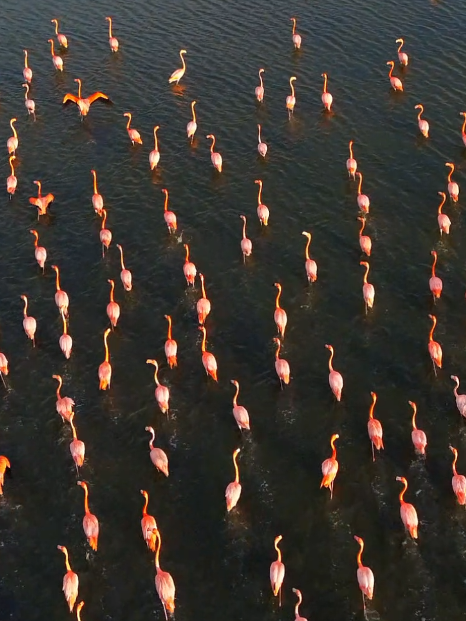ISLA DE MARGARITA 🦩🌊☀️✨ #islademargarita #caribe #paradise #drone #lacaracola #flamingos