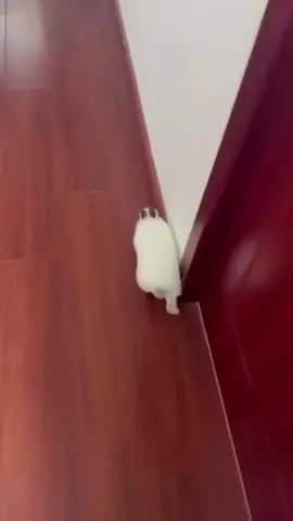 lil bunny walks 🥺🐰💕 #petlover #funnybunny #rabbitsoftiktok #bunniesoftiktok #bunny 