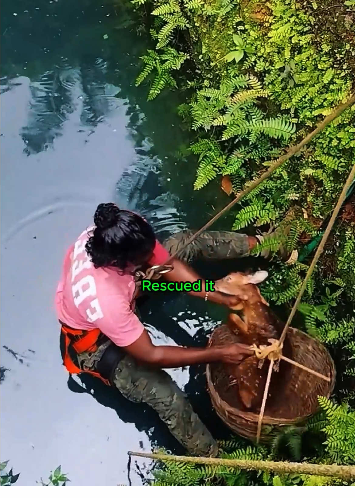Rescued the poor baby deer and give it a warm, loving home #deer #deersoftiktok #fawn #shorts #pets #PetsOfTikTok #lovepet #rescueanimals #animalcare #heartwarmingmoments #lovestory❤️ #animalsoftiktok 