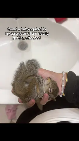 #baby #squirrel #foundhim #awe 
