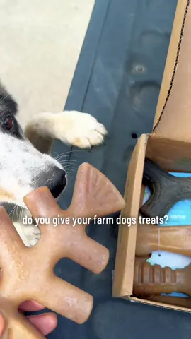 of course the one who really needs it for his dental health wasn’t sure what to think 😅 #dogtreats #dentalchews #farmdogs #tiktokshop #tiktokshopholidayhaul #dogsontiktok #blacklab #texasheeler #corgi 