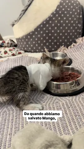 Update Mango 🥺♥️ #fostercare #gatti #fyp 