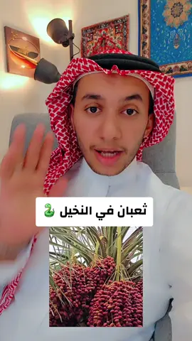ثعبان في النخيل #اكسبلور #السعوديه #مهنداوي #الرياض 