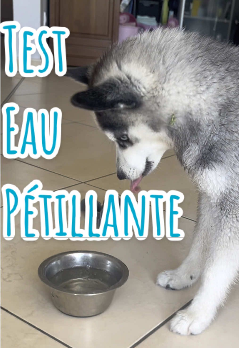 Vous pensez qu’elle a aimé boire de l’eau gazeuse ? 🫧 #pomsky #funnydog #dogsoftiktok #dog #sparklingwater 