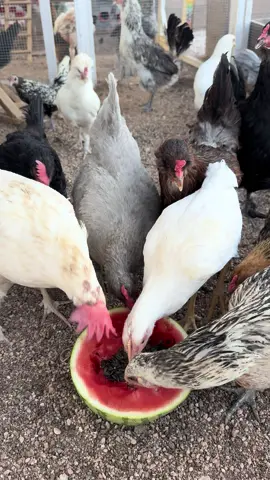 The chickens got snacks too don’t worry  #chickens #SnackTime #chciks #homesteading 