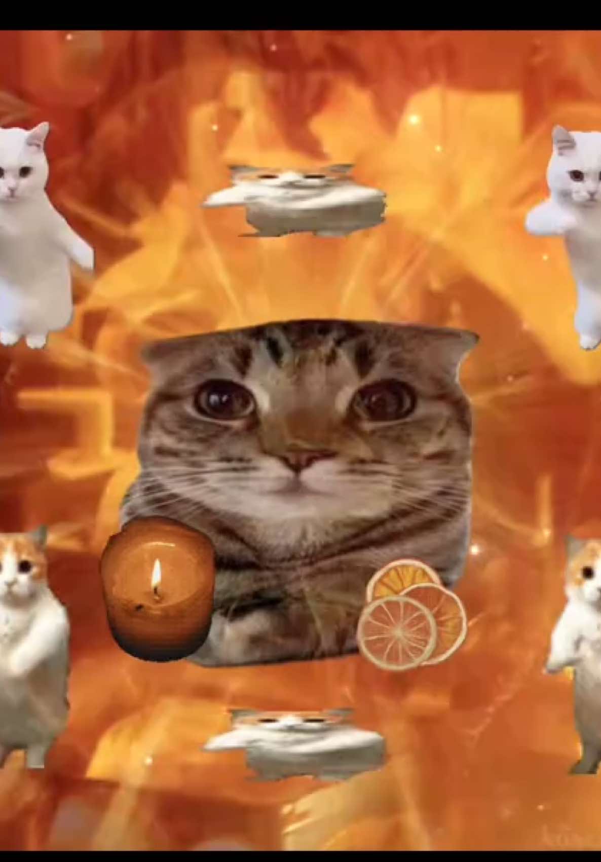 singing on the famous streeeeeet #cat #viral #catlover #catsoftiktok #jollytok #kittycat #lovecats #memecat #cattok #sillycats #catsmeme #corecore #catslovers #2000s #cats 