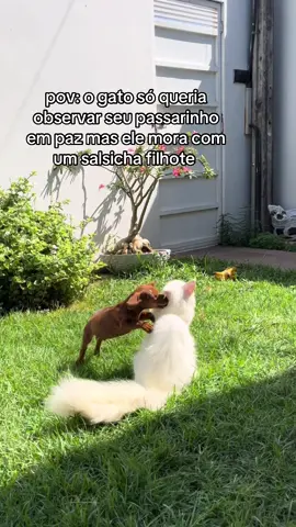 coitado do fantasma 🐈 #foryou #mainecoon #mainecooncat #salsichadog #fyp #vaiprofycaramba #foryoupage❤️❤️ #fyppppppppppppppppppppppp #keşfet #dog 