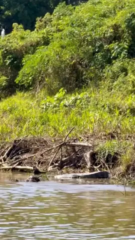 #wildifeanimals #AnimalLife #wildife 