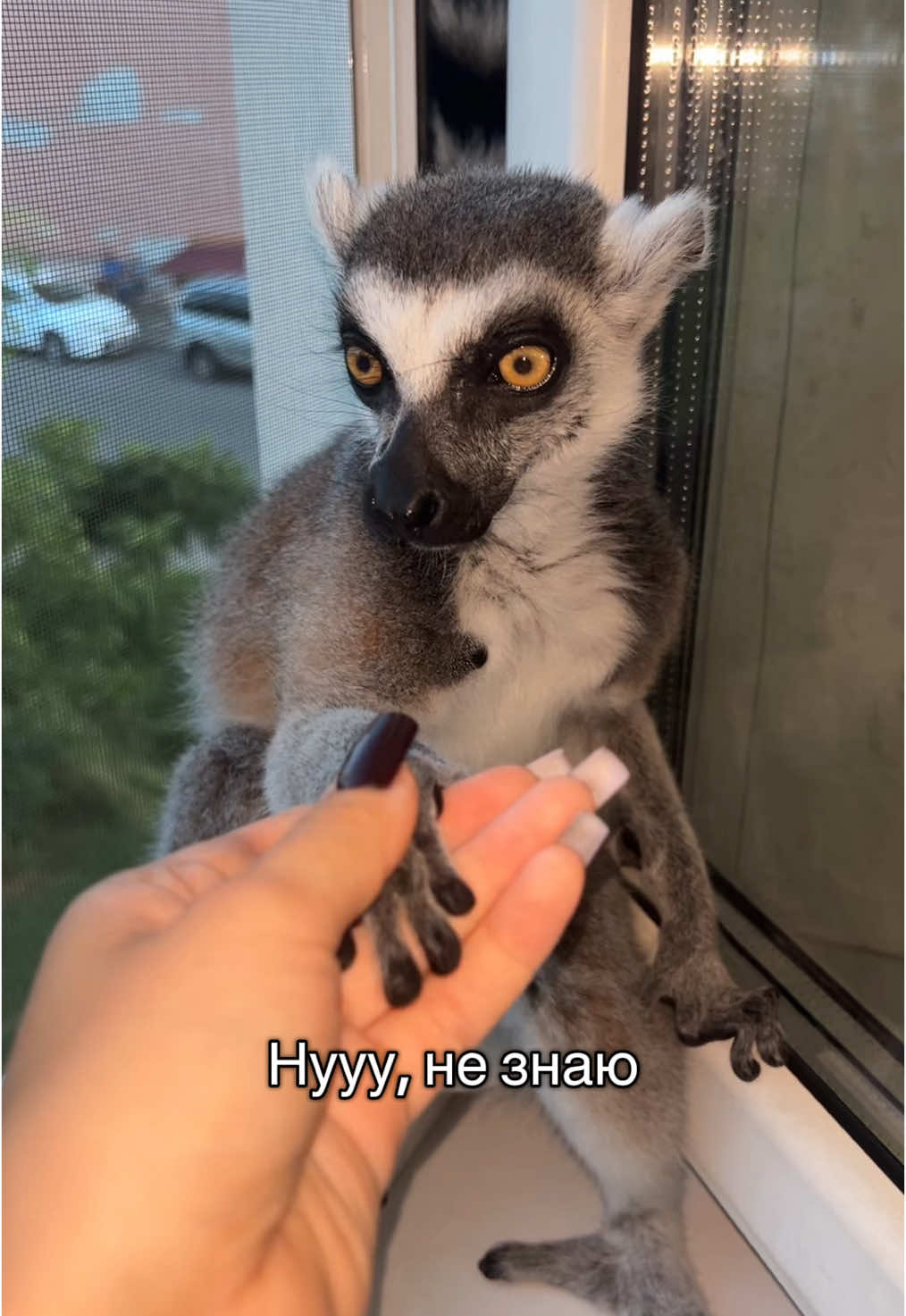 Идея не моя #лемурсемён 