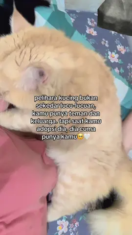 maaf ya chikoo suka ditinggal kerjaaa🥺 #fyp #kucingoyen 