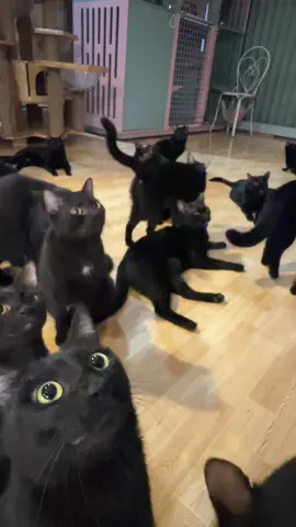 #cat #blackcats #catsoftiktok #fyp 