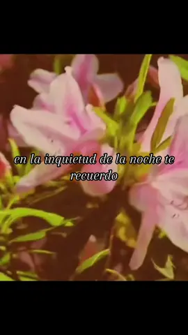 “Oscuridad” Le dan diferentes significados a cada poema distinto… #poesia #sentimientos #nostalgia #melancolia 