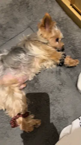 Y yo culpando a la lavadora 🐶😆🧦🧦🧦