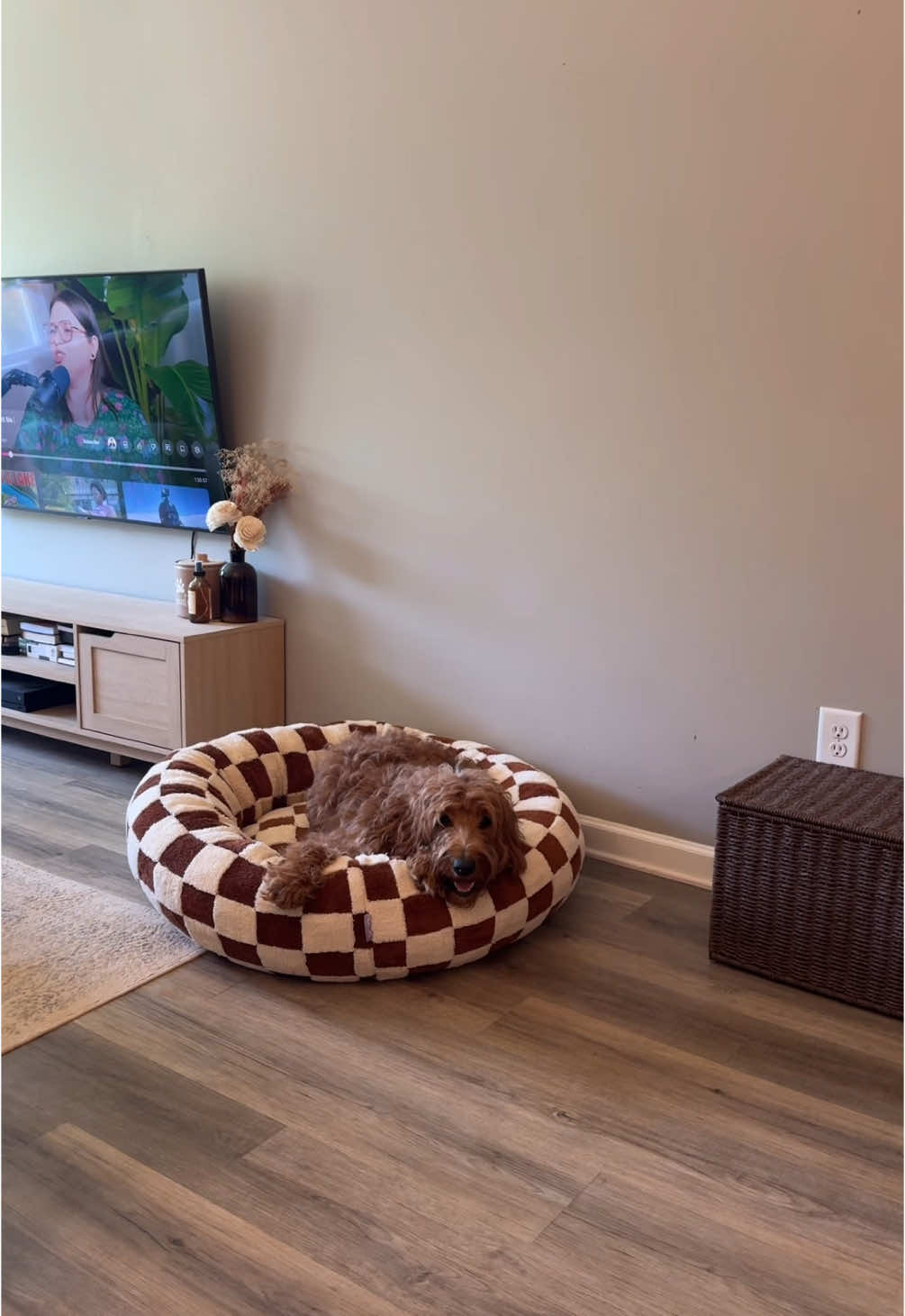 Finally a cute dog bed!! She loves it so much🤍 #calmingdonutbed #donutbed #calmingdogbed #dogbed #goldendoodle #dogsoftiktok #lesurepet 