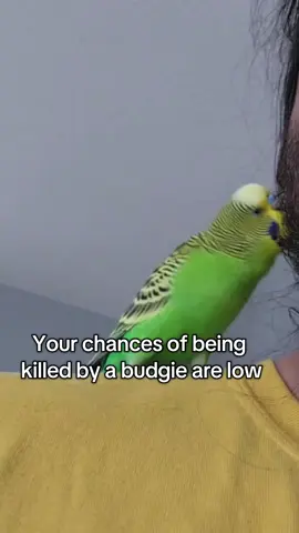 You just never know that there capable of #fyp #budgie #budgiesoftiktok #birdsoftiktok #PetsOfTikTok #petbird #pet 