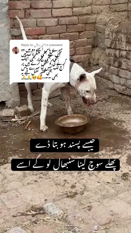 Replying to @ذہنی مریض bohat aggressive hay ye malik siwa kisi ko mafi nai deta 😳😳#aggressive #aggrassivegultairdog #aggrassivedogbreeds #foryou #foryoupageofficiall 