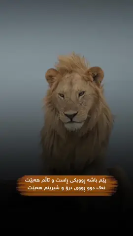 پێم باشە ڕوویکی ڕاست و تاڵم هەبێت نەک دوو ڕووی درۆ و شیرینم هەبێت🐆🖤