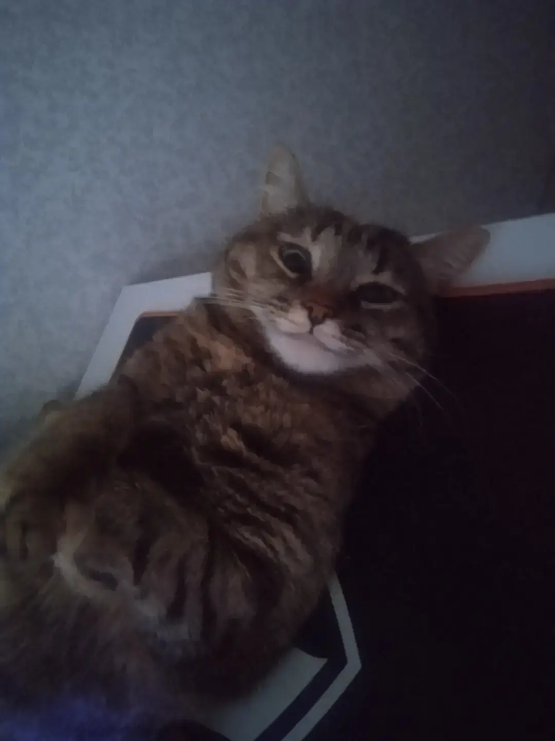кошк  #angelgrind #рек 