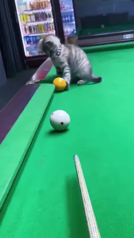When Meowsters Play Billiard🎱😂😂😂🤣🤣🤣😜😜😆😆😆😆🤪🤪🤪🤪…. #catsoftiktok #foryou #funnycat #catfunnyvideos #sofunny #trending #catfunny 