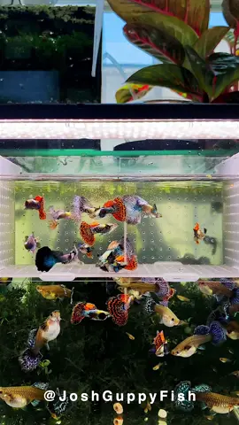 For males, choose ones with vibrant colors and well-formed tails, preferably from stable genetic lines. #Aquarium #Guppy 