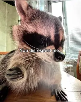 🥀#racoons#cute#vital#funny#animals