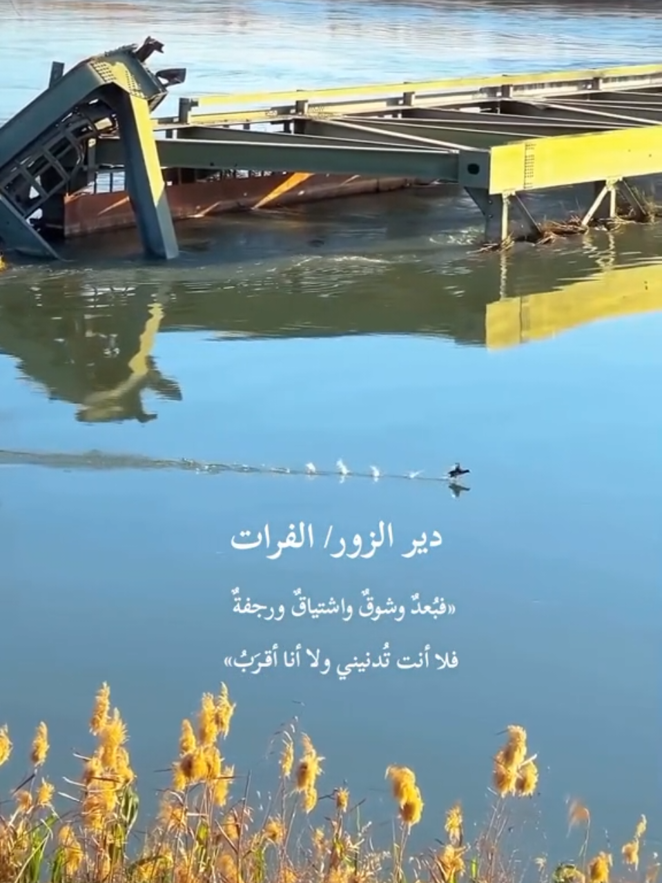 دير الزهور 💙 #دير_الزور #ديرالزور #السعوديه #سورية #سوريا 