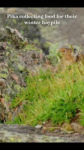 Check out the mouth full of summer greens on this tiny little pika! This time of year pika on the alpine tundra are busy collecting grasses and flowers to add to their haypile so they can survive the tough alpine winter. Pikas are considered an indicator species for climate change due to their sensitivity to warmer temperatures and lack of suitable habitat as the earth warms. #pika #rockymountainnationalpark #alpinetundra #wildanimalsoftiktok 
