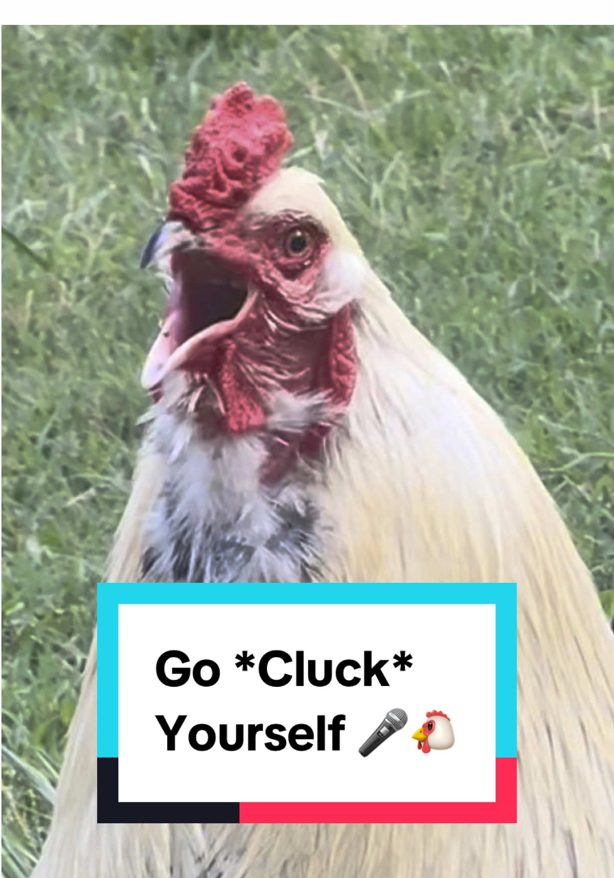 Frankie’s got a song for you 🎤🐔 #rooster #chickens #chickenhappyhour  
