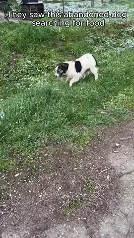 dog left alone, he cried for help - kindness heard him #shorts #animals #rescueanimals #rescuedog #streetdog #animalrescue #doglove #wholesome 
