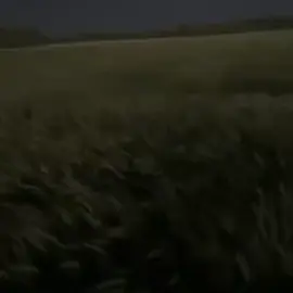 #CapCut 