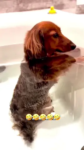 😂😂😂 #funnyvideos #animalsoftiktok #voiceover #dogsoftiktok #catsoftiktok #PetsOfTikTok 