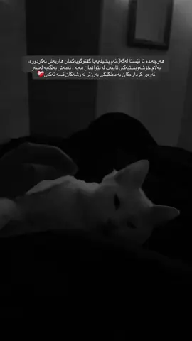 #CapCut #tiktok #fyp #foryou #foryoupage #cat #kurdistan #kurdish #fyp #everyone 