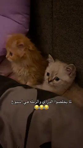 #قطط #كيوت #تيك_توك 