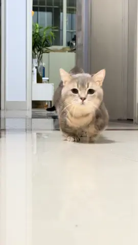 #weekend #kitten #funny #funnyvideos #cute #cutecat 