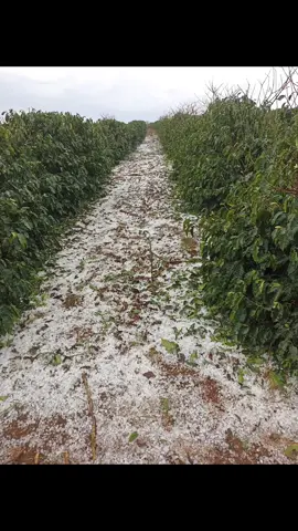 Chuva de Granizo no sul de Minas. O que sobra ao produtor é Fé.  Agricultura a indústria a Céu aberto.  #agro #granizo 